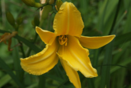 Hemerocallis lilioasphodelus Gele daglelie bestellen